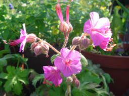 Geranium macrorrhizum
